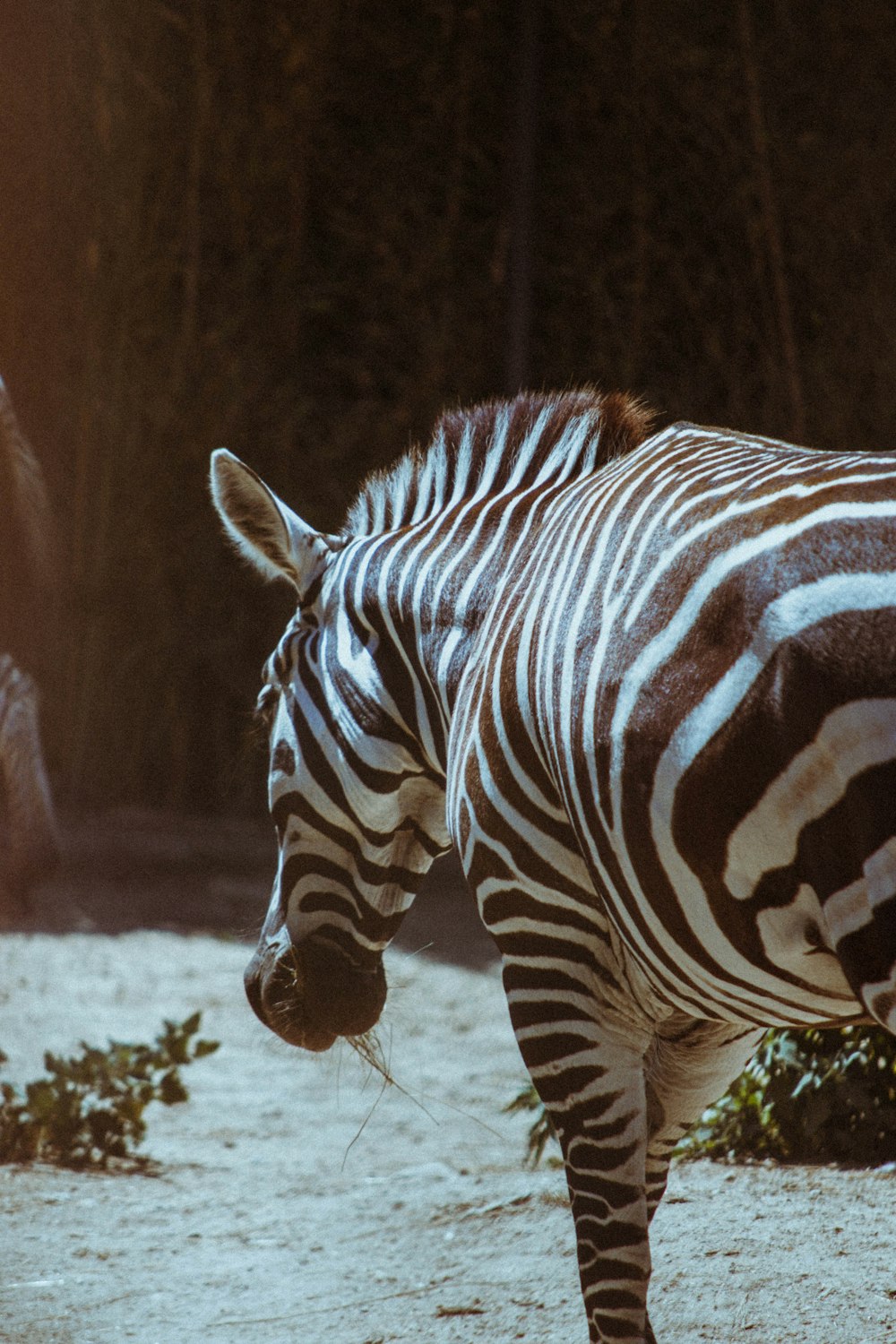 a zebra standing in the snow