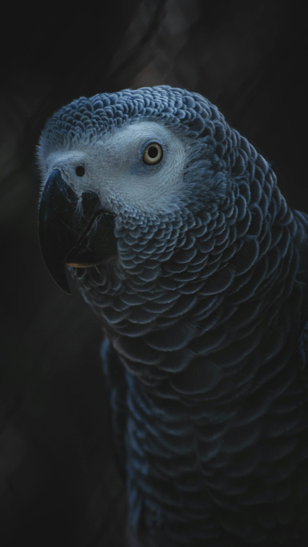 a close up of a bird