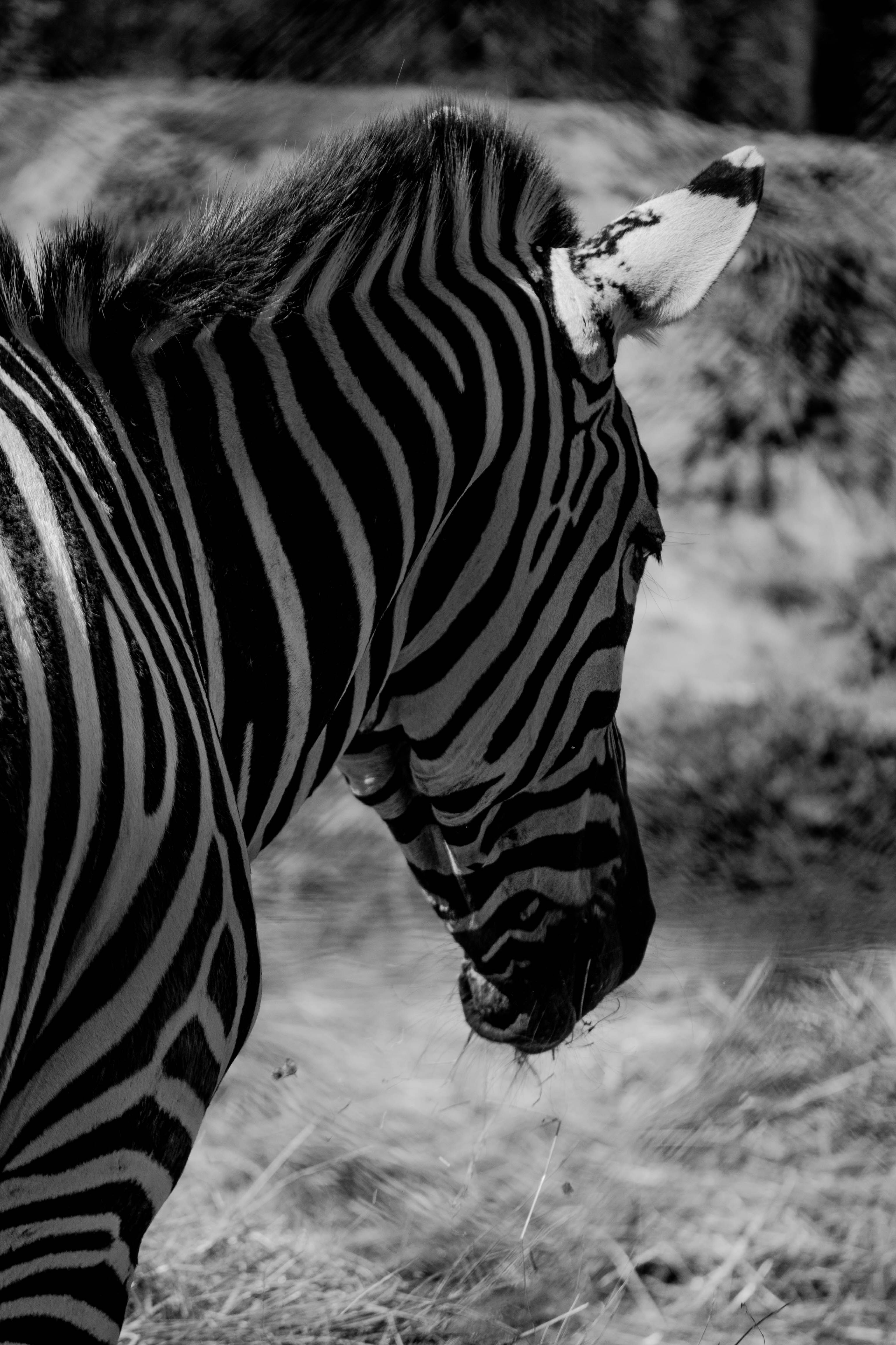 Zebra enjoying a grassy meal