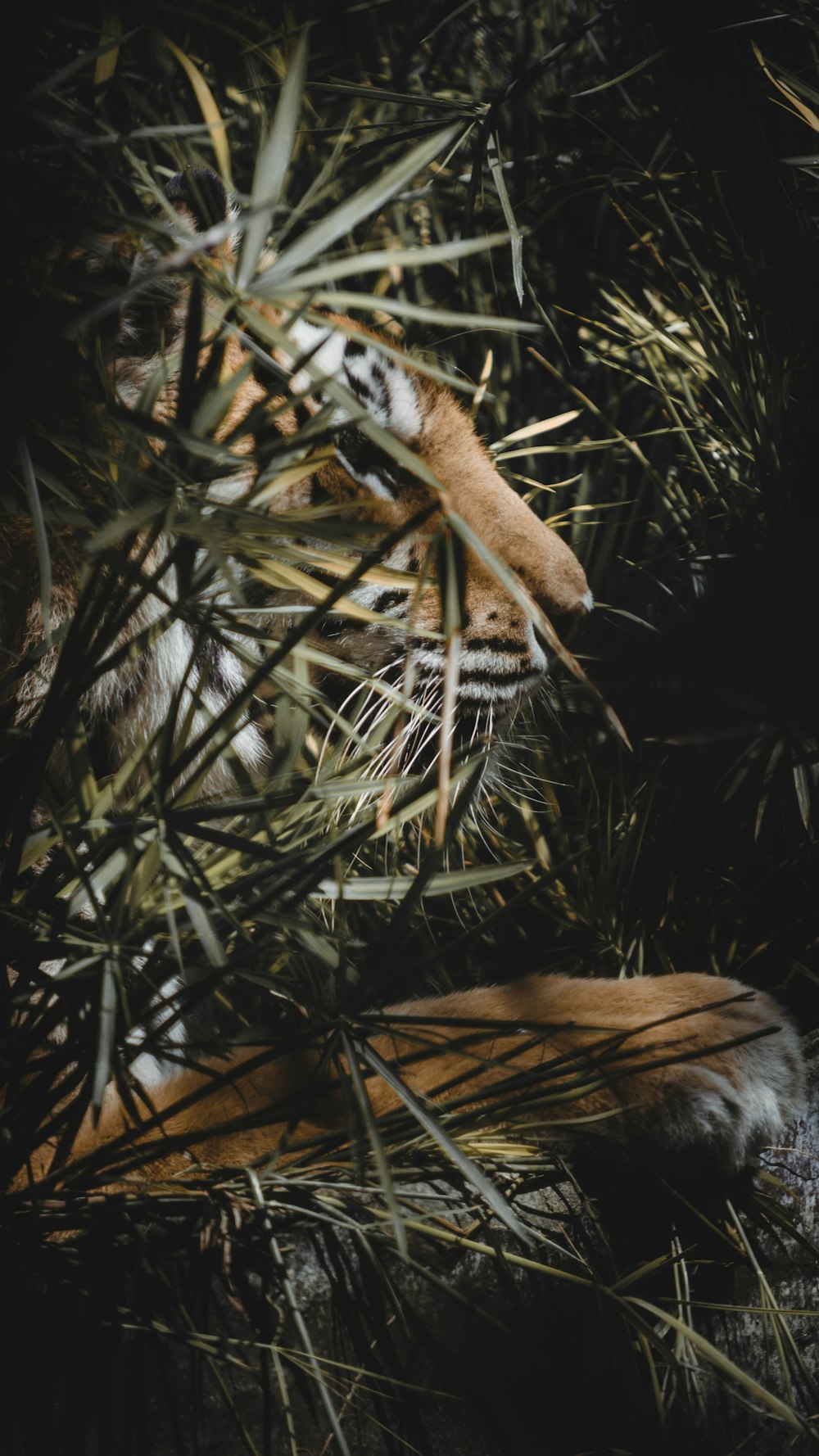 a pine cone on a tree