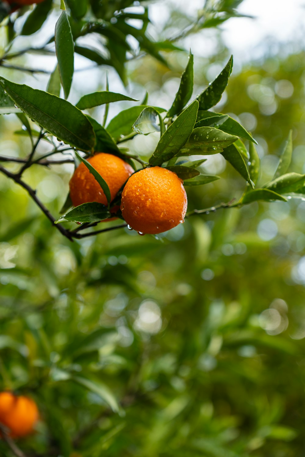 a group of oranges swing from a tree