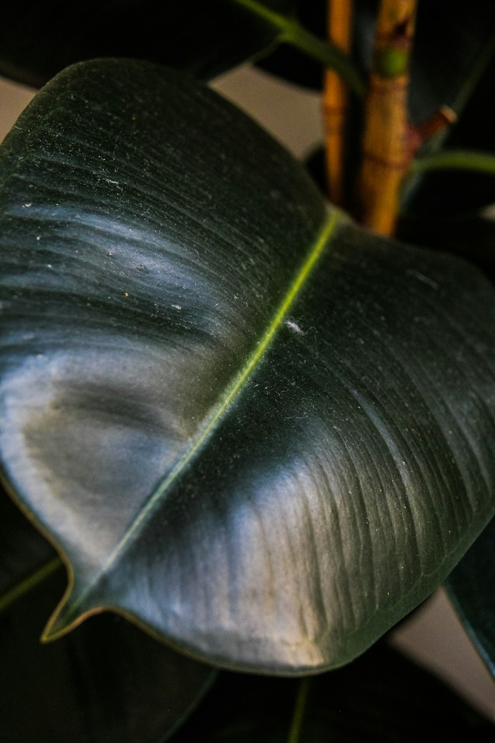 a close up of a leaf