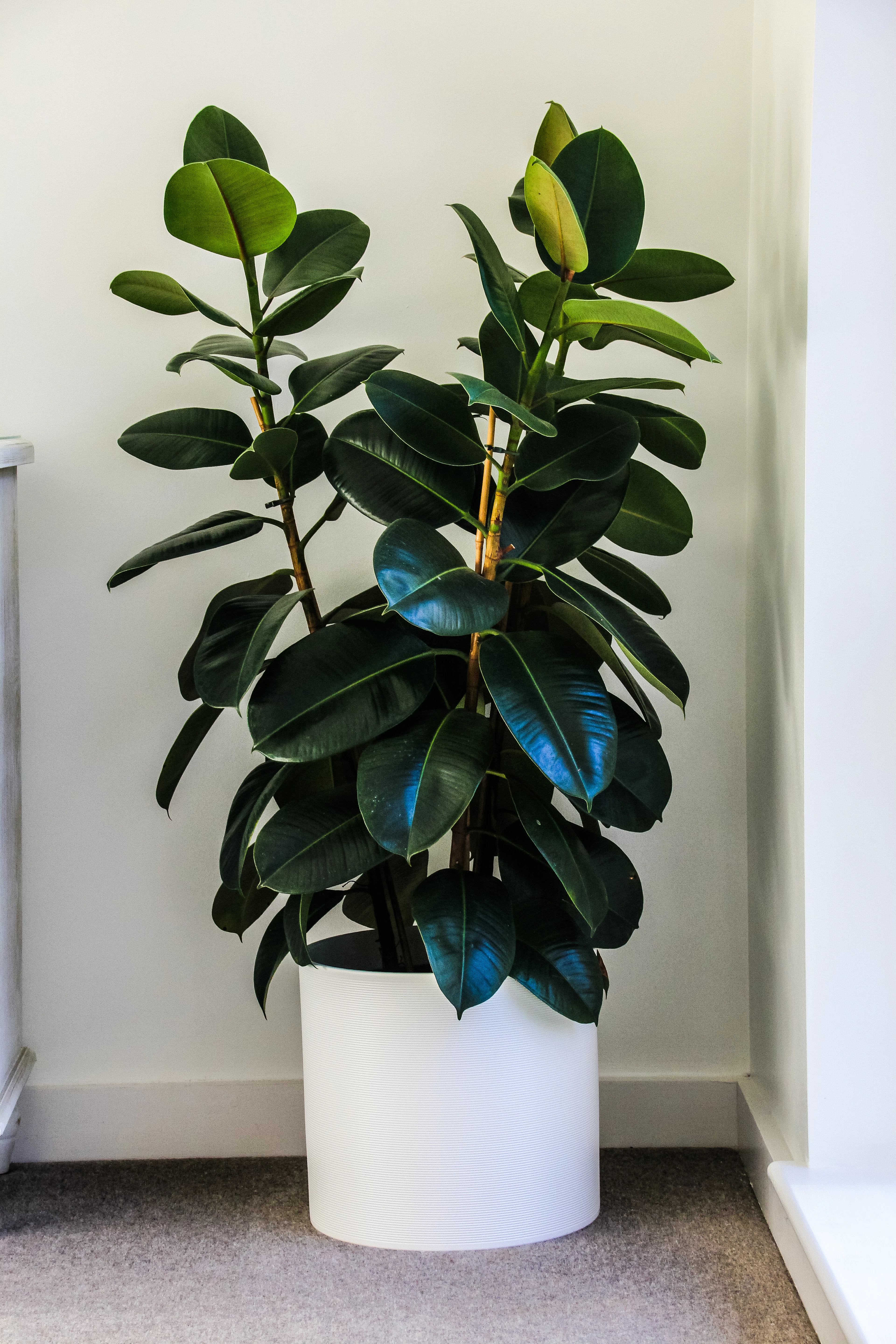 Rubber plant in a white pot