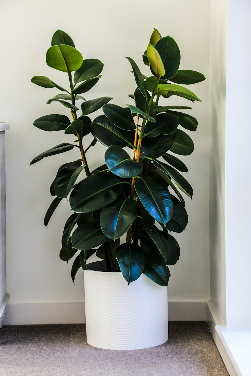 Rubber Plant