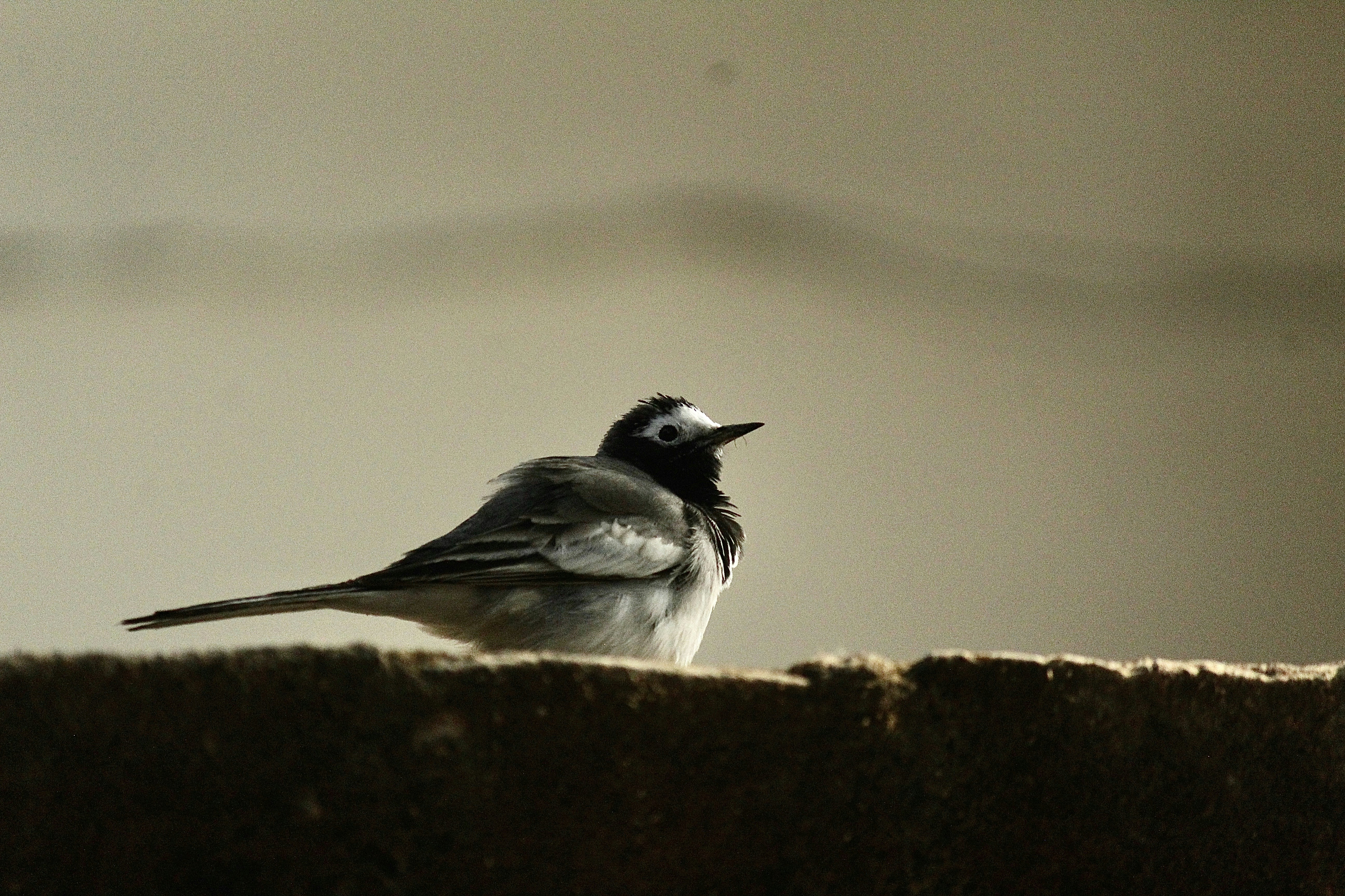 Photo by daksh02_shukla