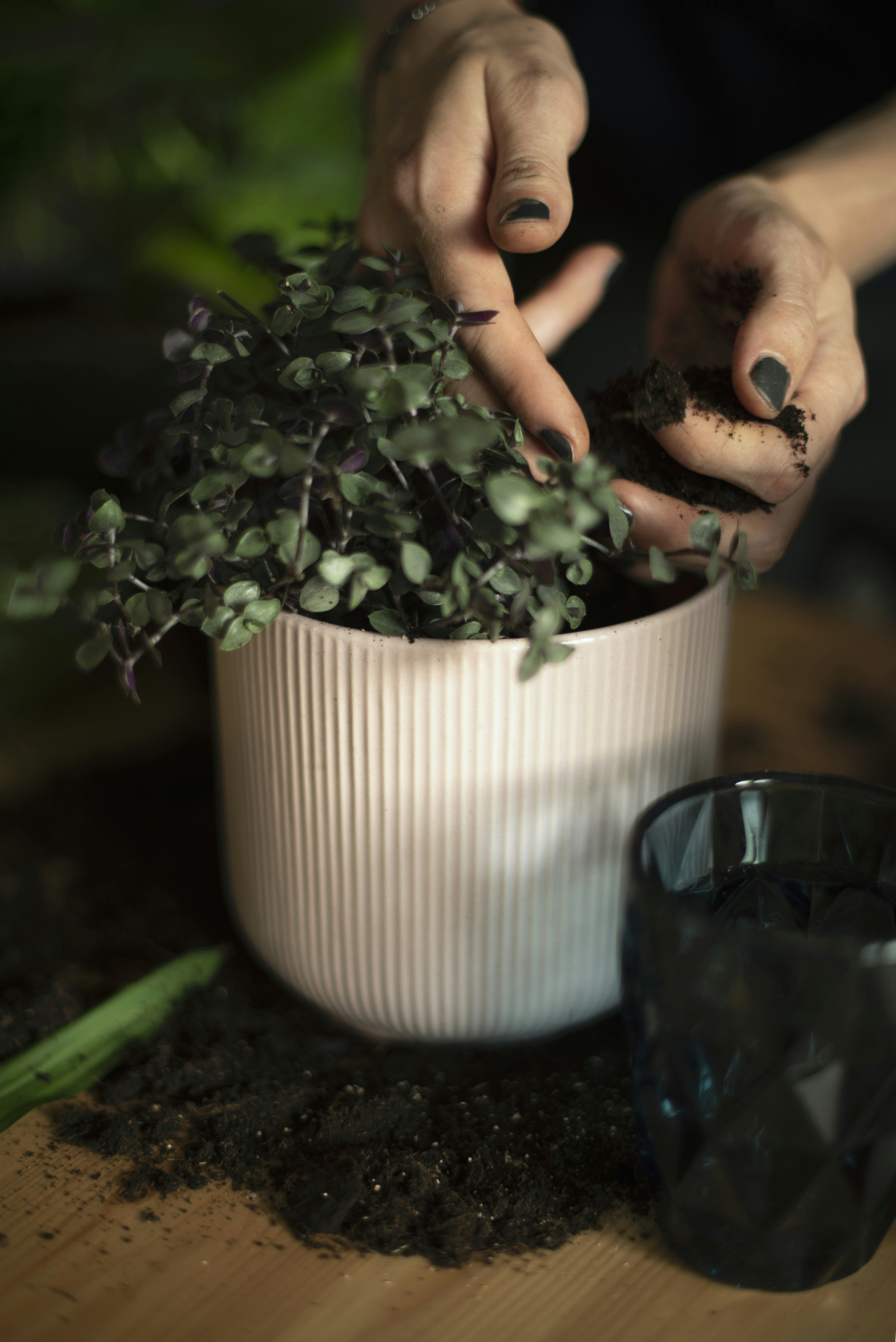 a person holding a plant