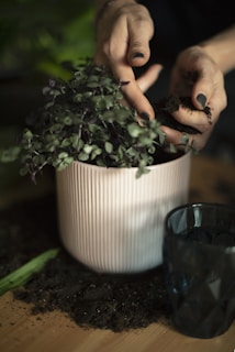 Potting Mix for indoor herbs
