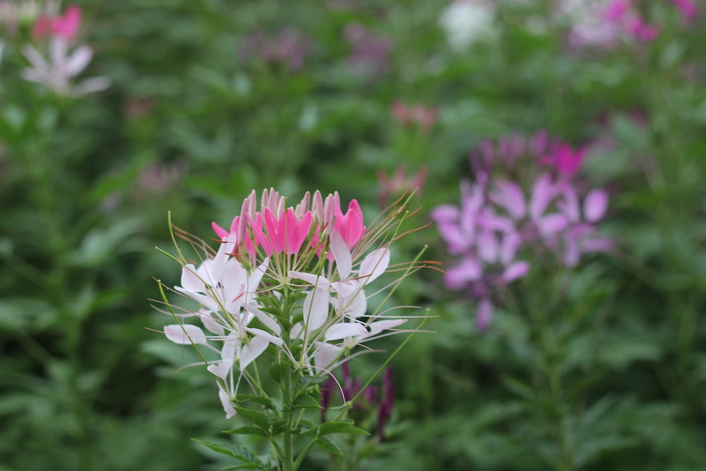 a close up of a flower