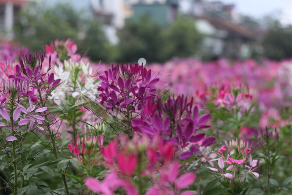 a close up of some flowers