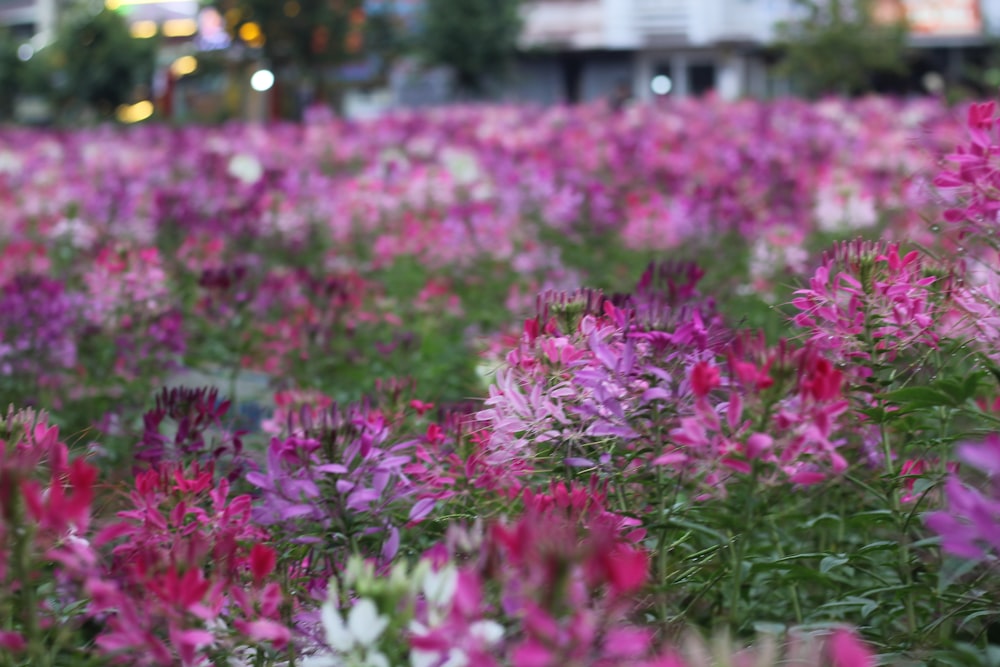 a field of flowers