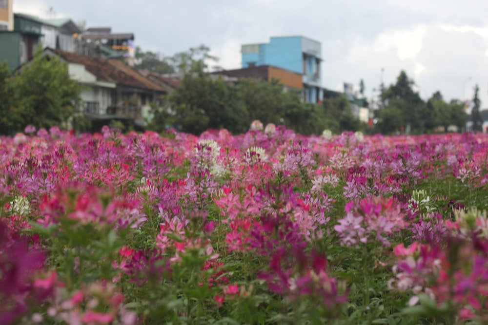 a field of flowers