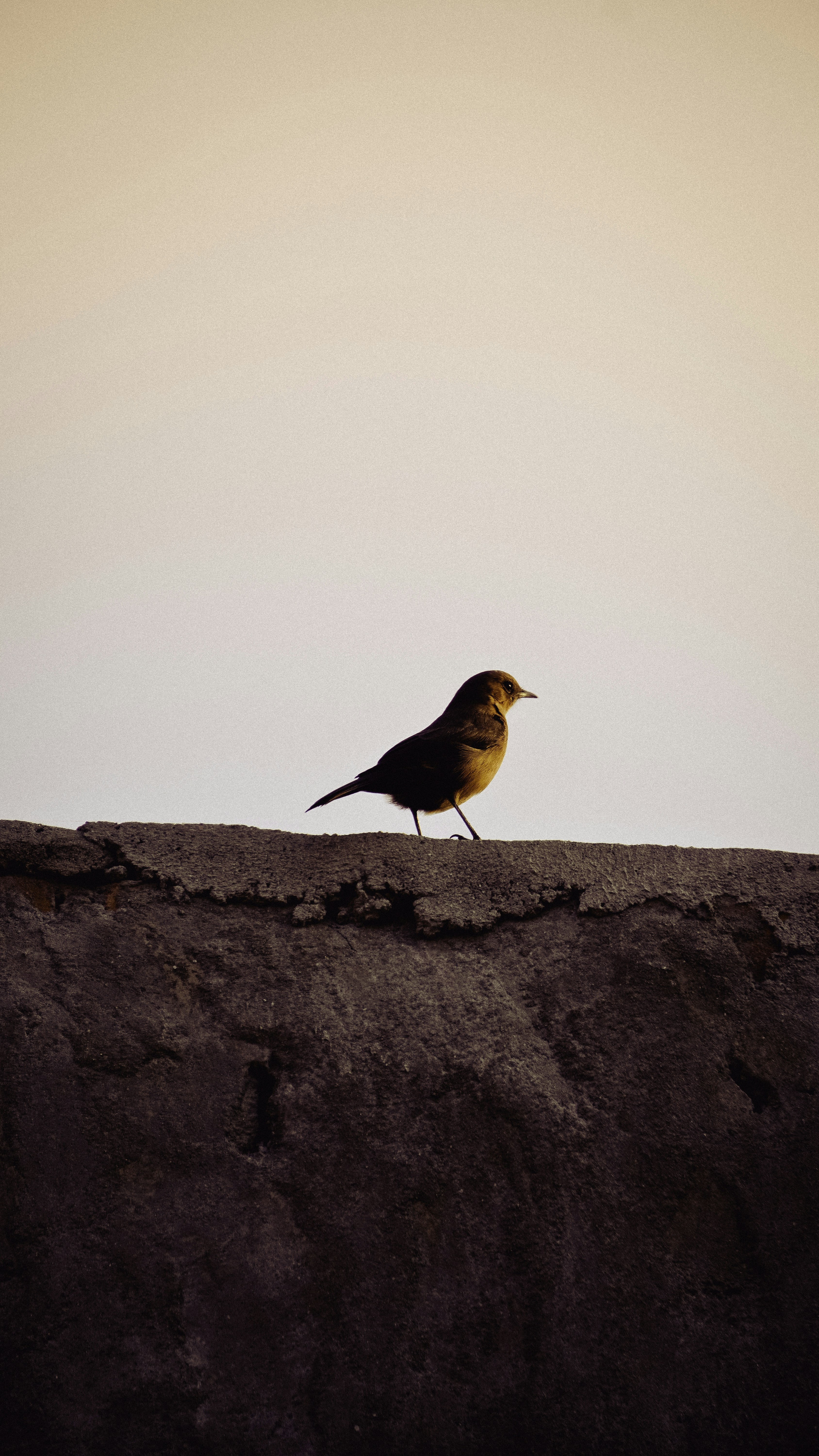 Photo by iamvikas96