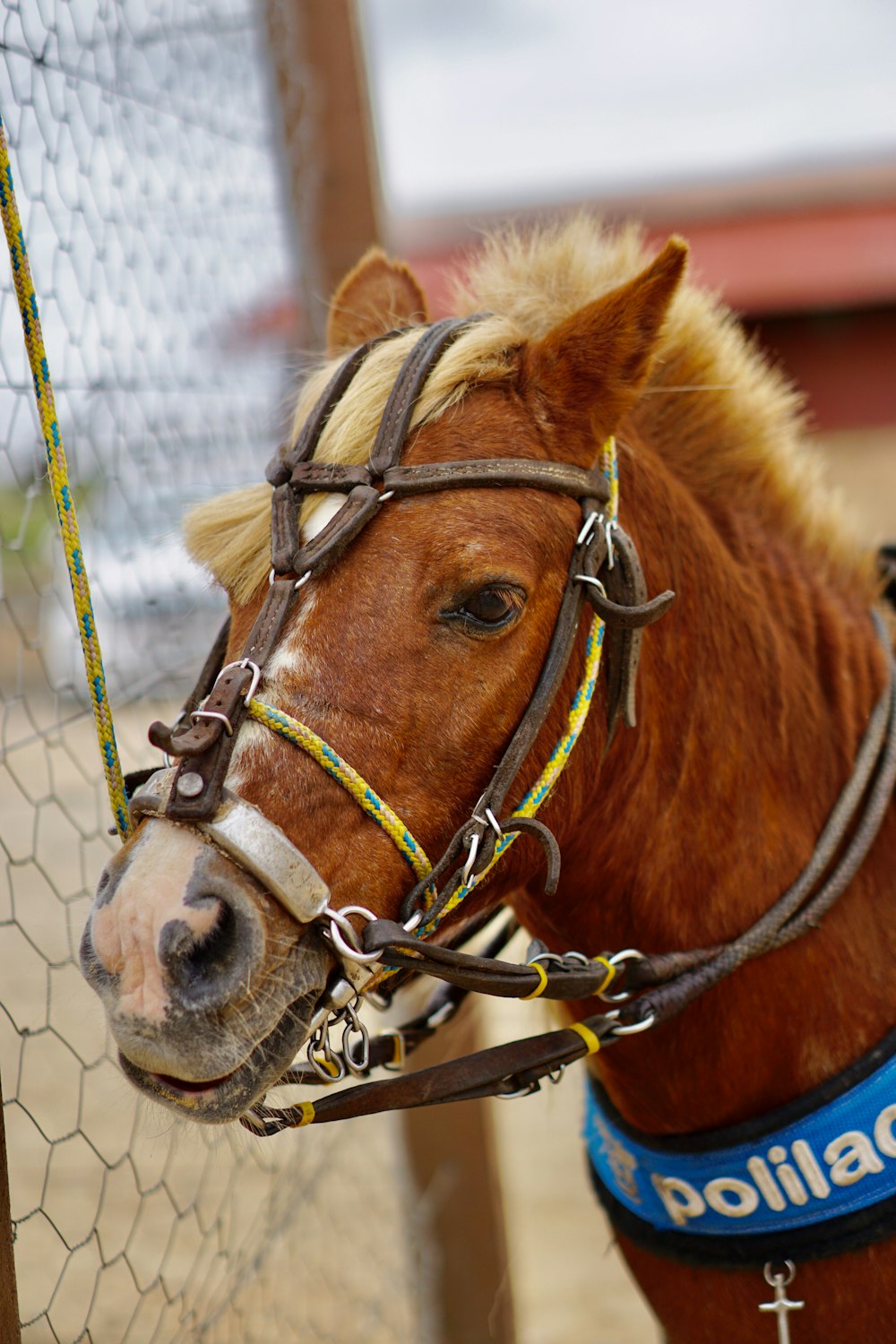 a horse with a harness