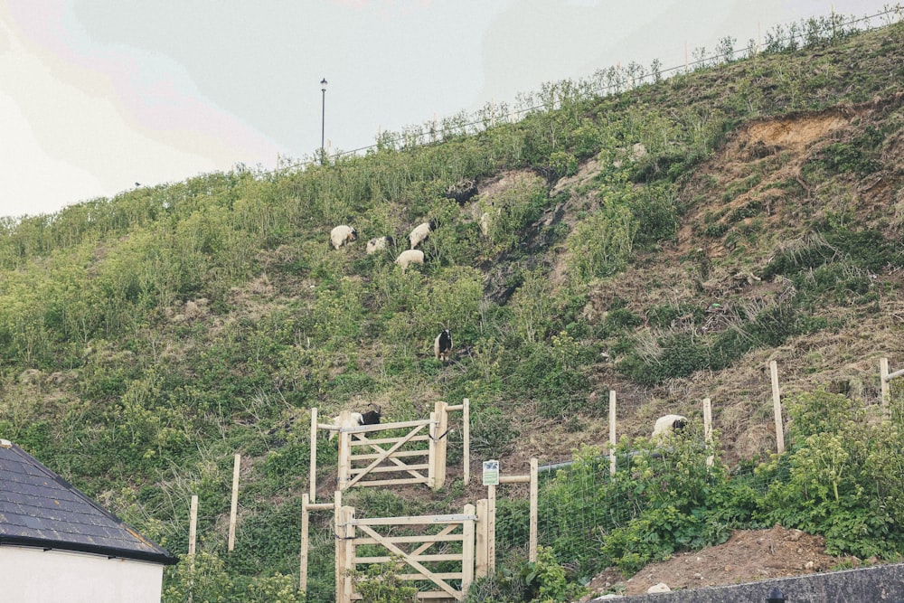 ovelhas pastando em uma colina