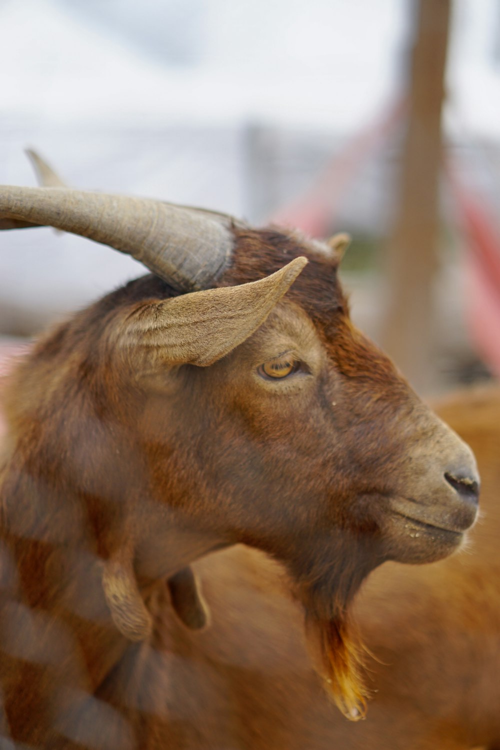 una capra con le corna