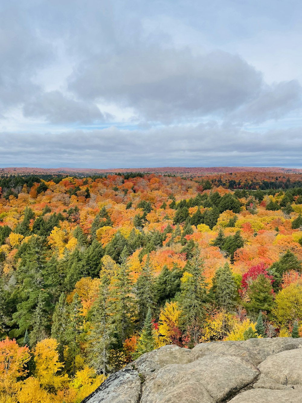 a landscape with trees and rocks