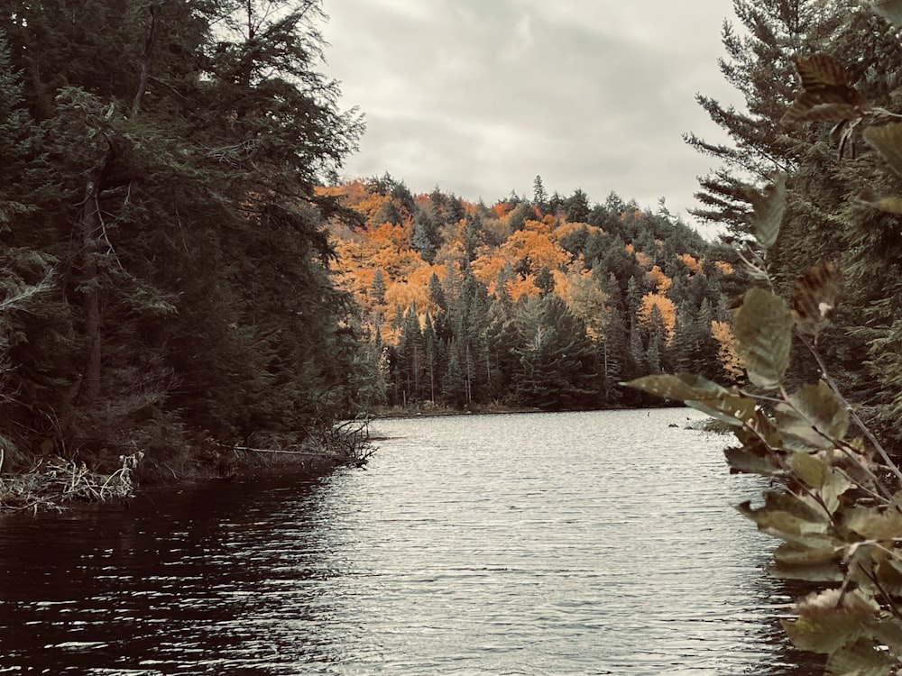 a river with trees on the side