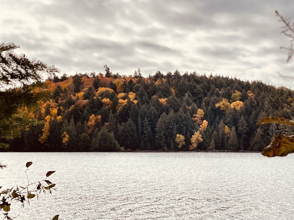 a body of water with trees around it