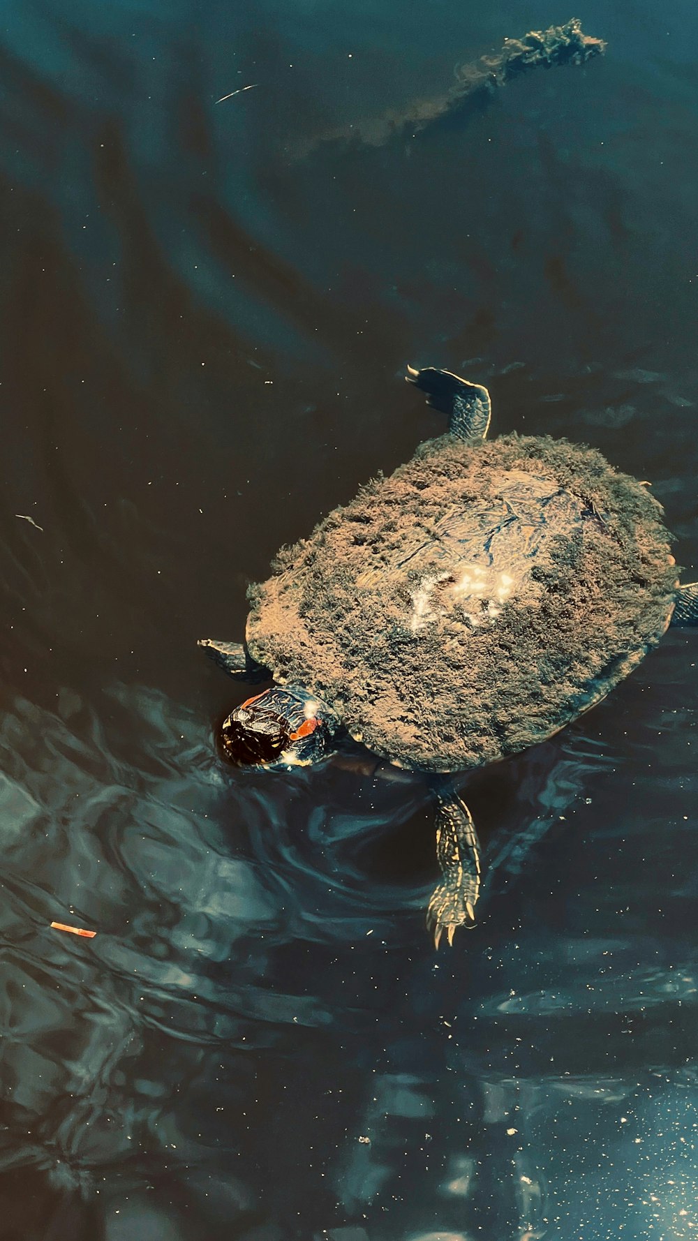 a turtle swimming in water