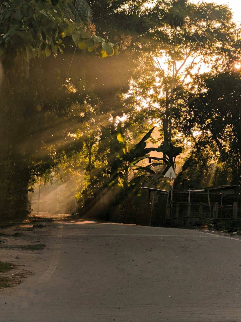 Une route arborée sur le côté