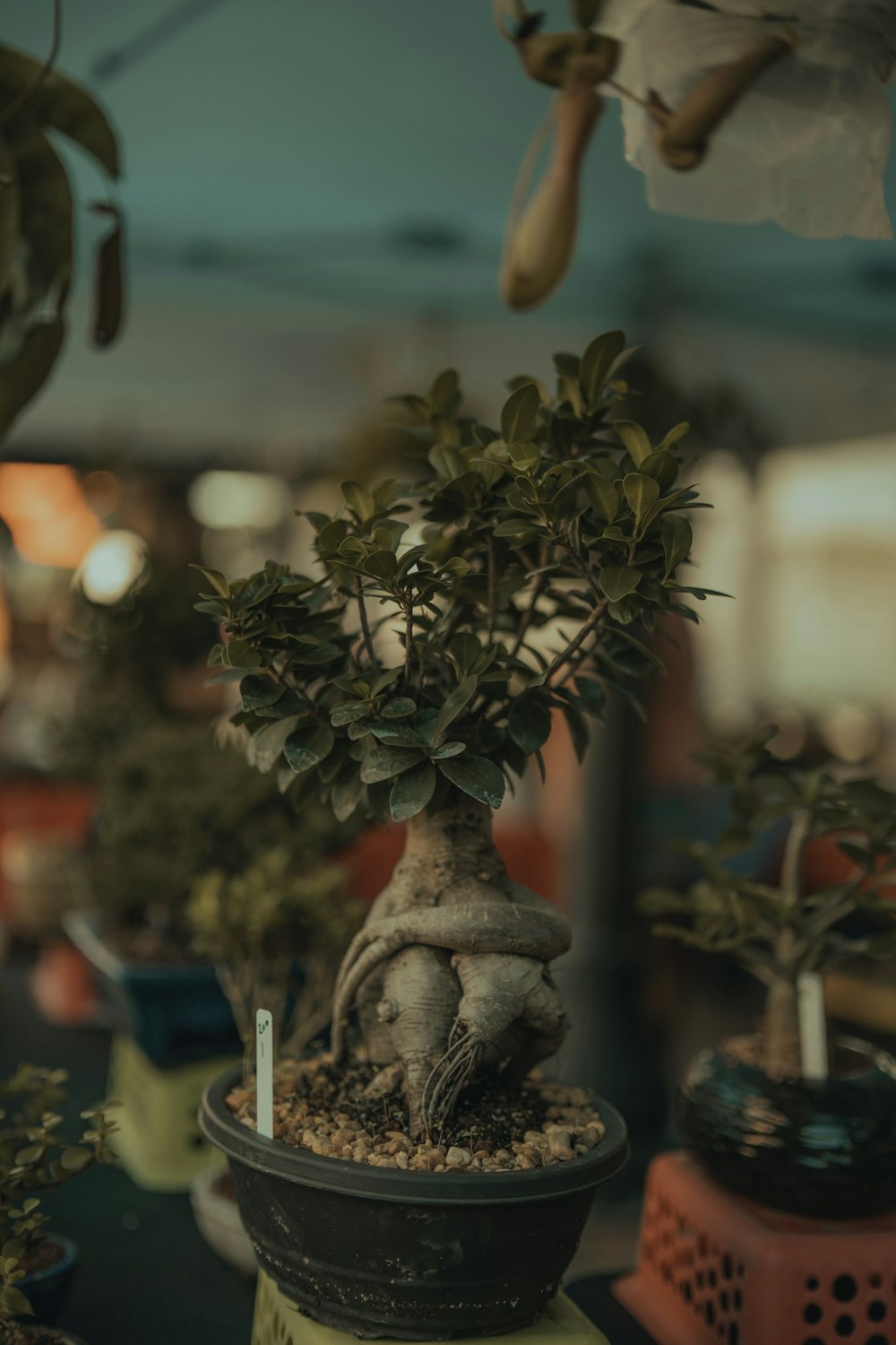 a small tree in a pot