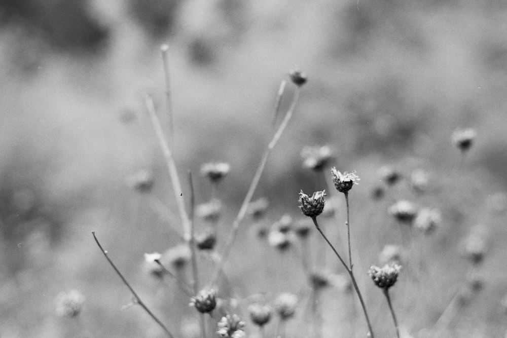 a close up of some flowers