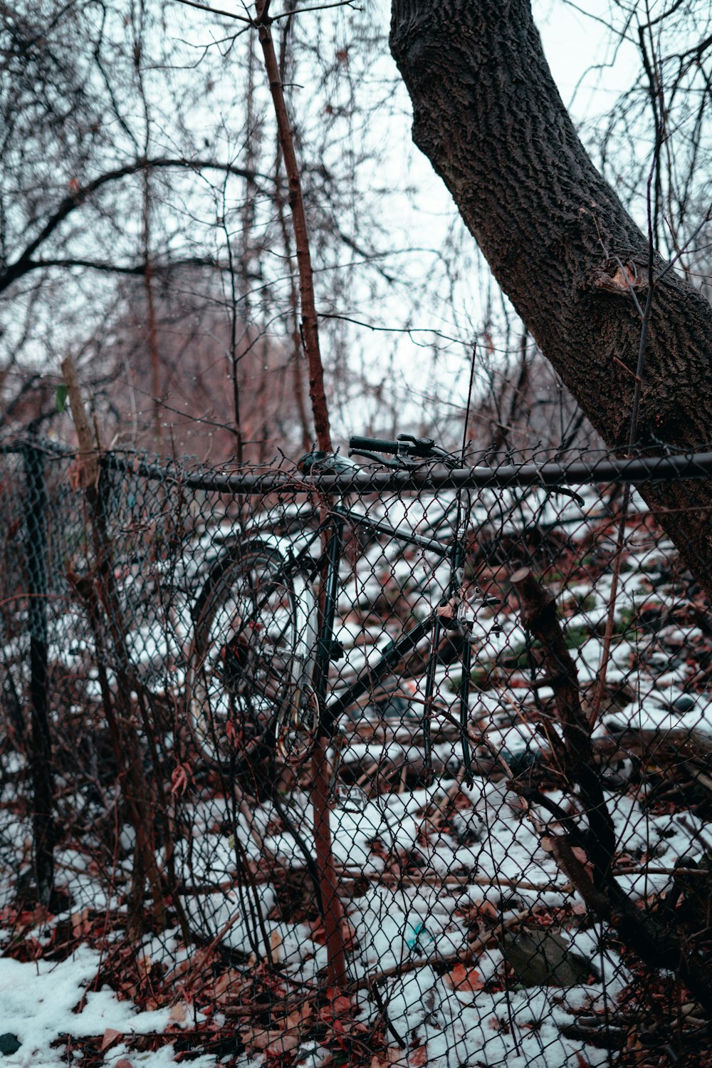 a tree with a fence around it