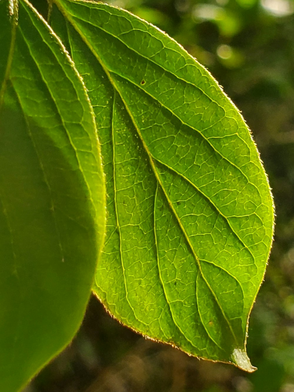 close up of a leaf