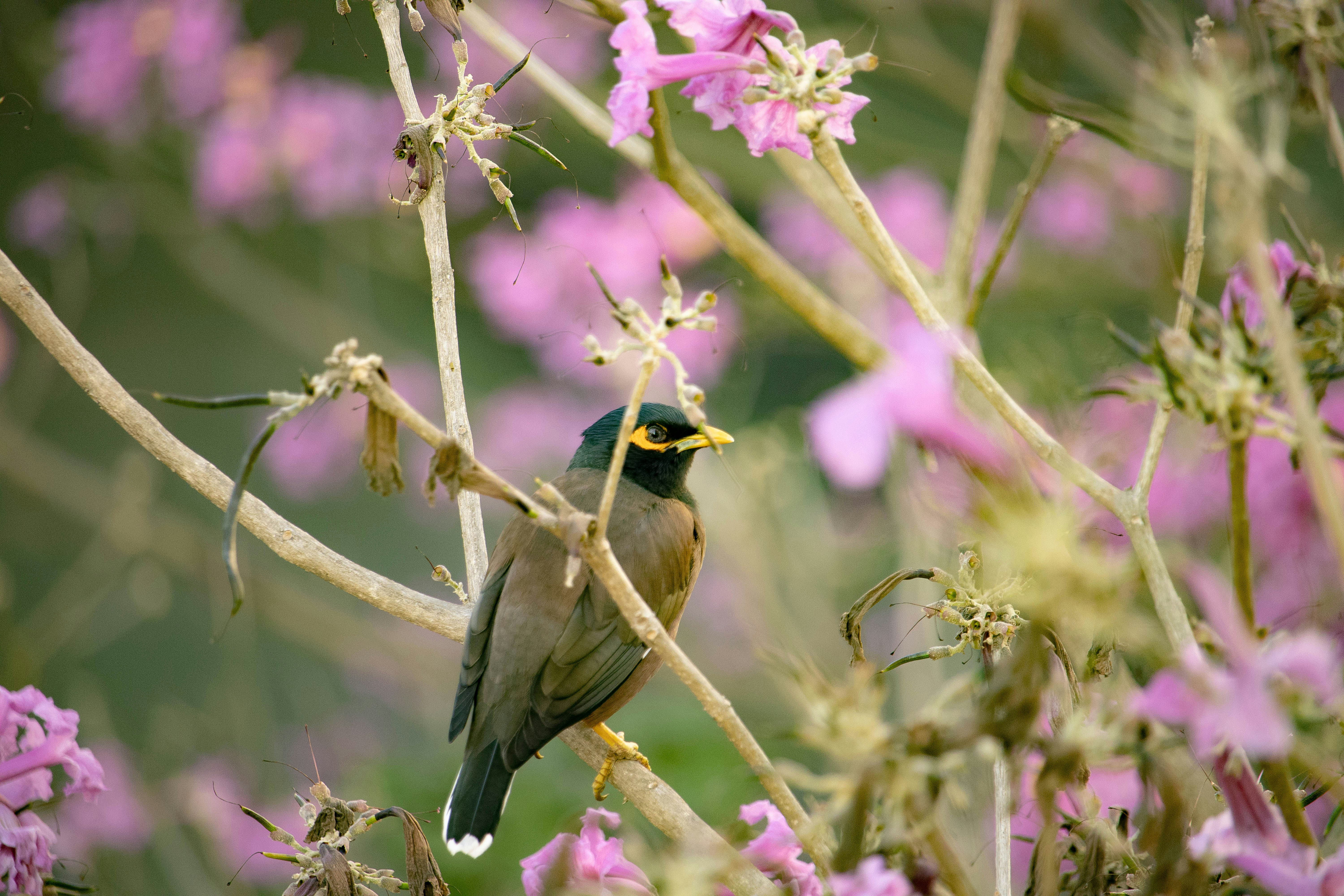 Photo by vineettoppo