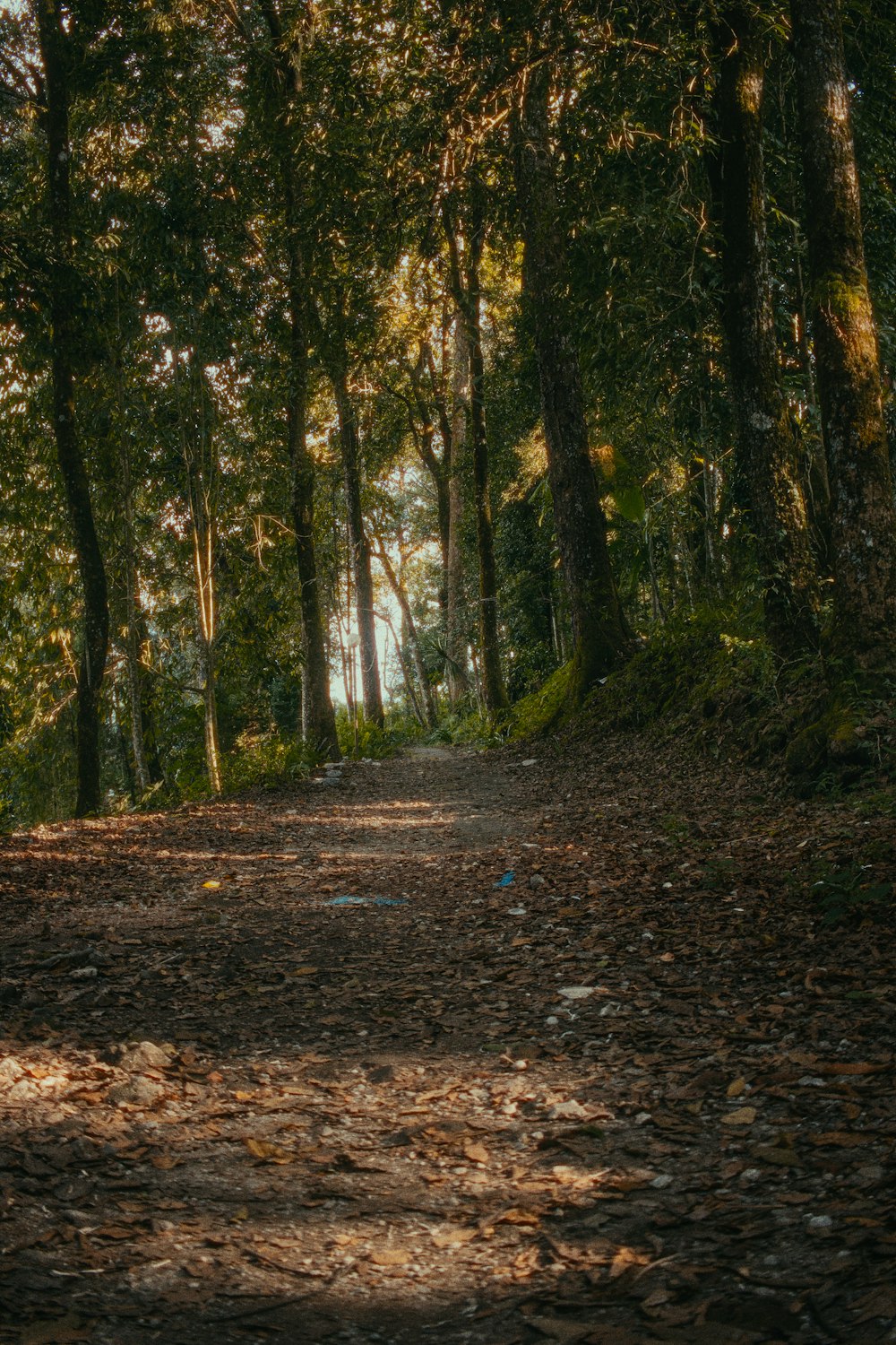 a path in a forest