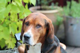 A happy dog and sitter sharing a gentle moment in a shaded backyard.