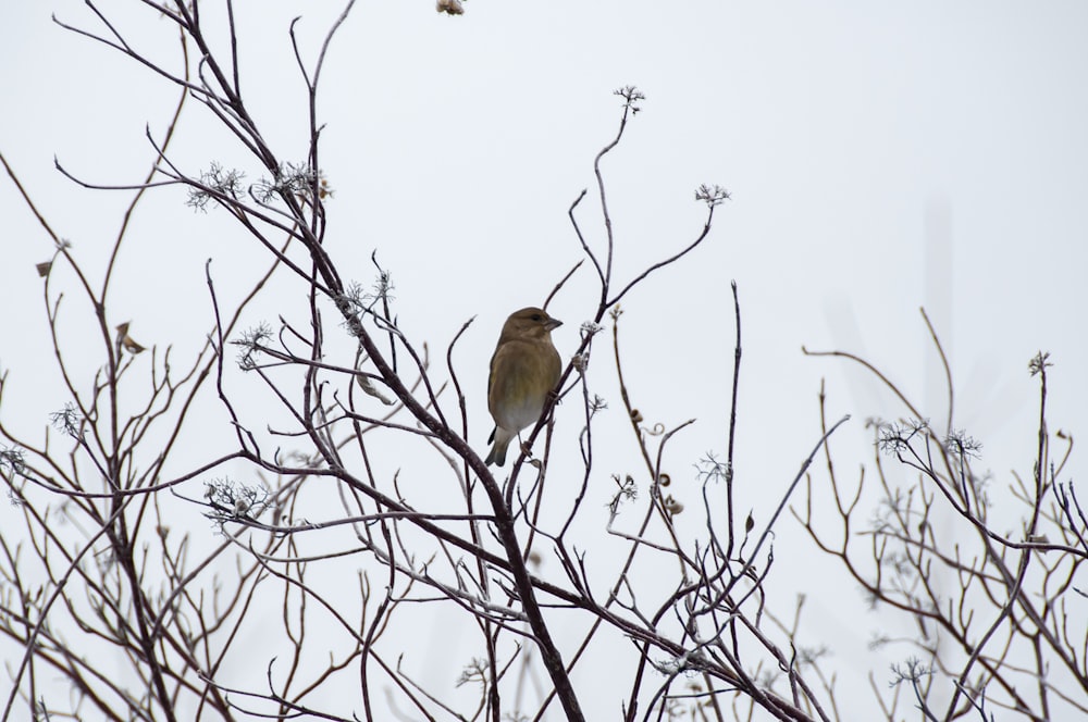 a bird sitting on a tree branch