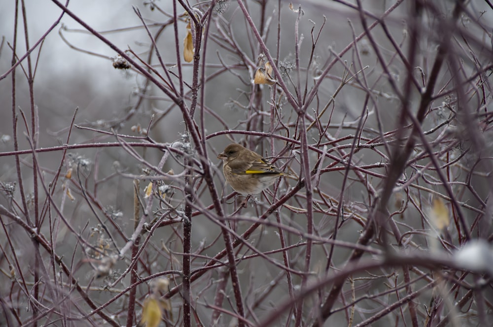 a bird sitting on a tree branch