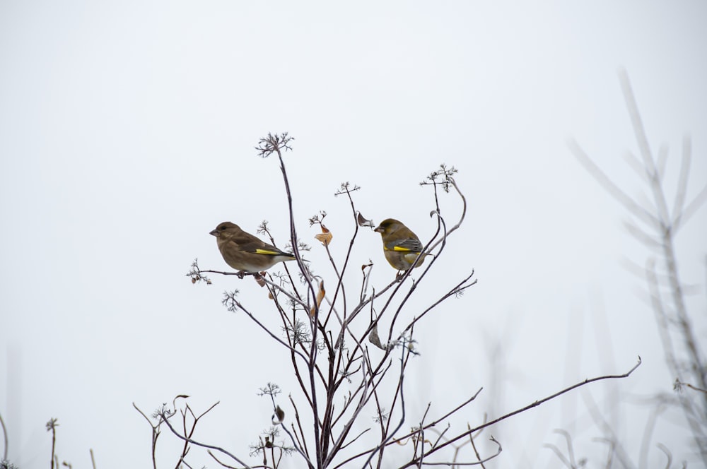 birds on a tree branch