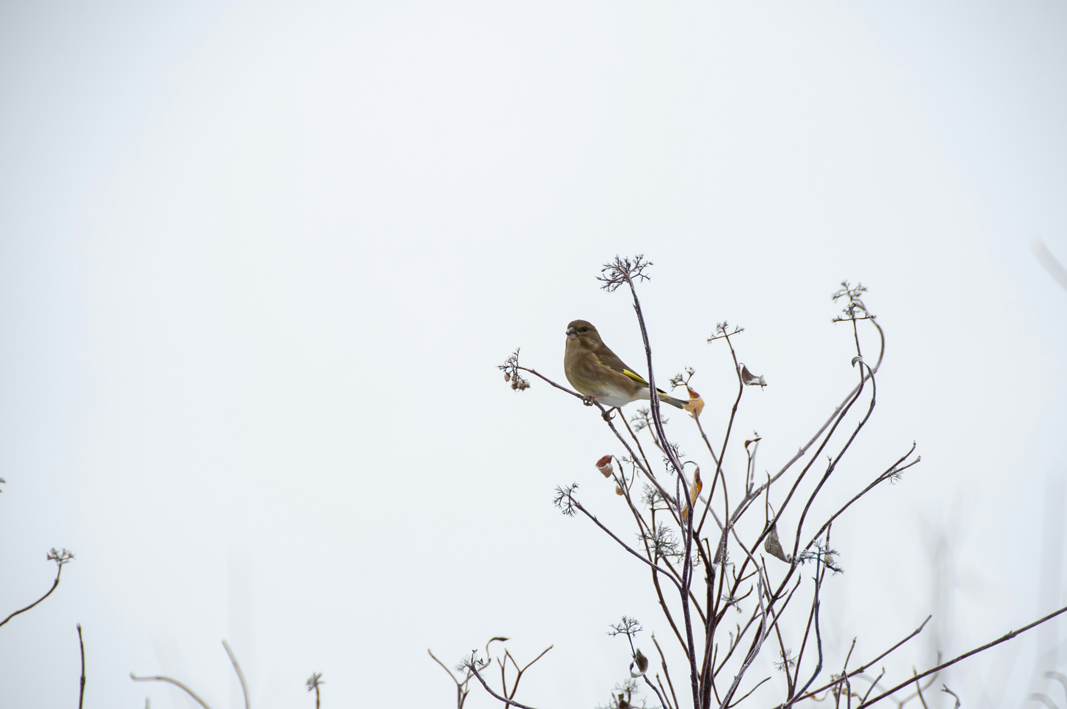 Photo by nikkitenkos