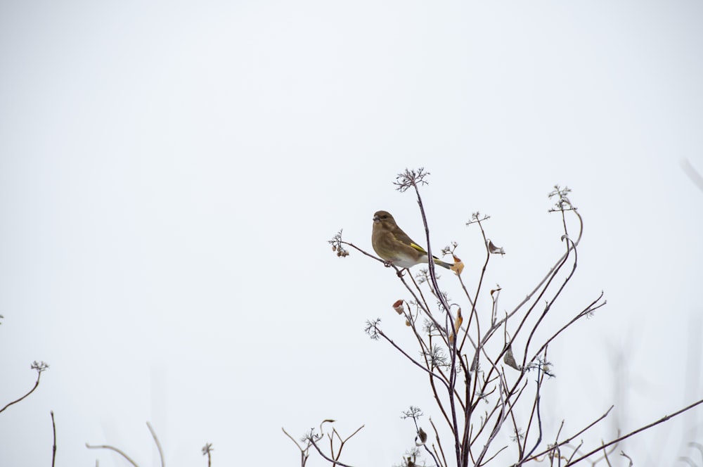 a bird sitting on a branch