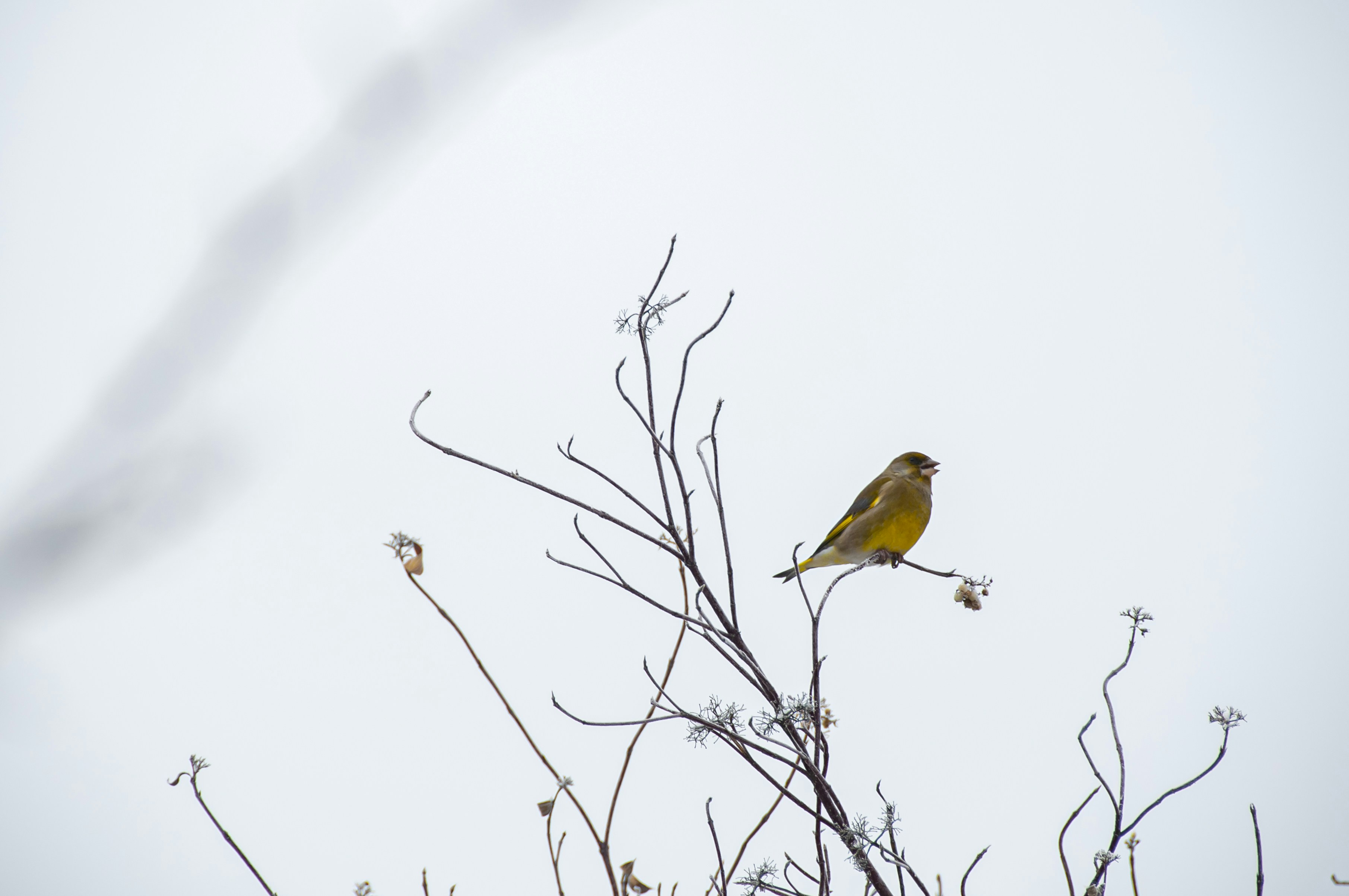 Photo by nikkitenkos