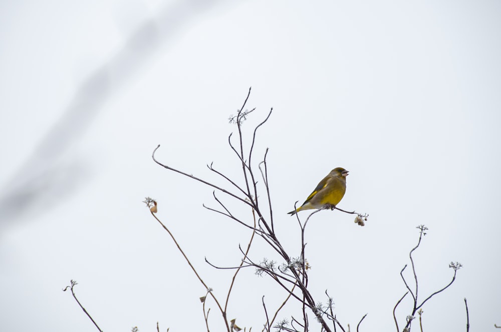 a bird sitting on a tree branch