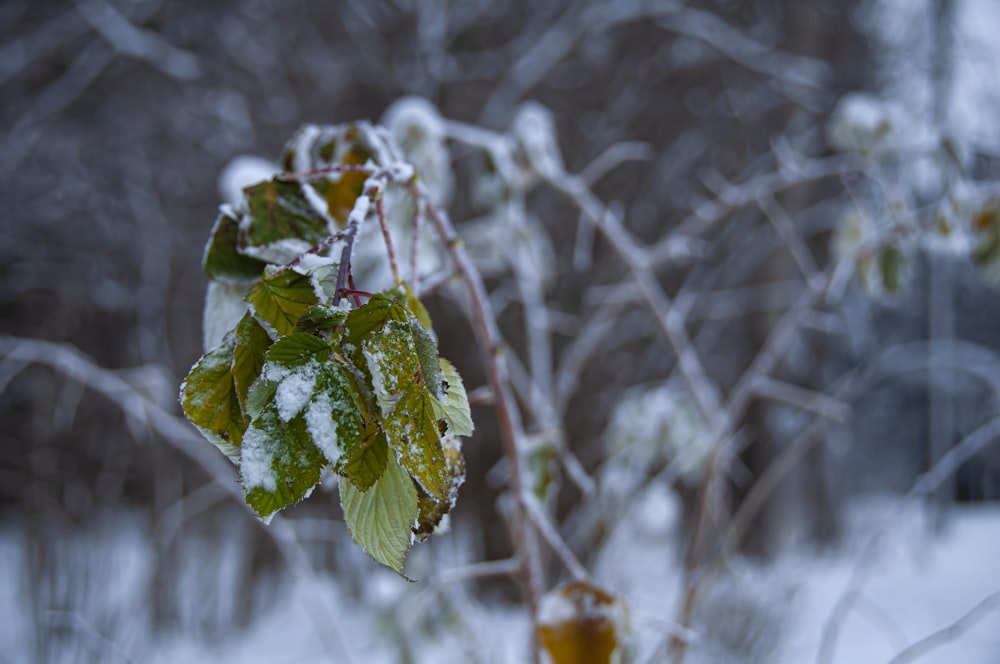 a branch with leaves on it