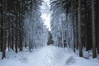 A snowmobile trail winding through tall pine trees dusted with snow, inviting exploration.