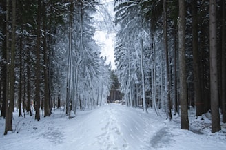 A snowmobile trail winding through tall pine trees dusted with snow, inviting exploration.