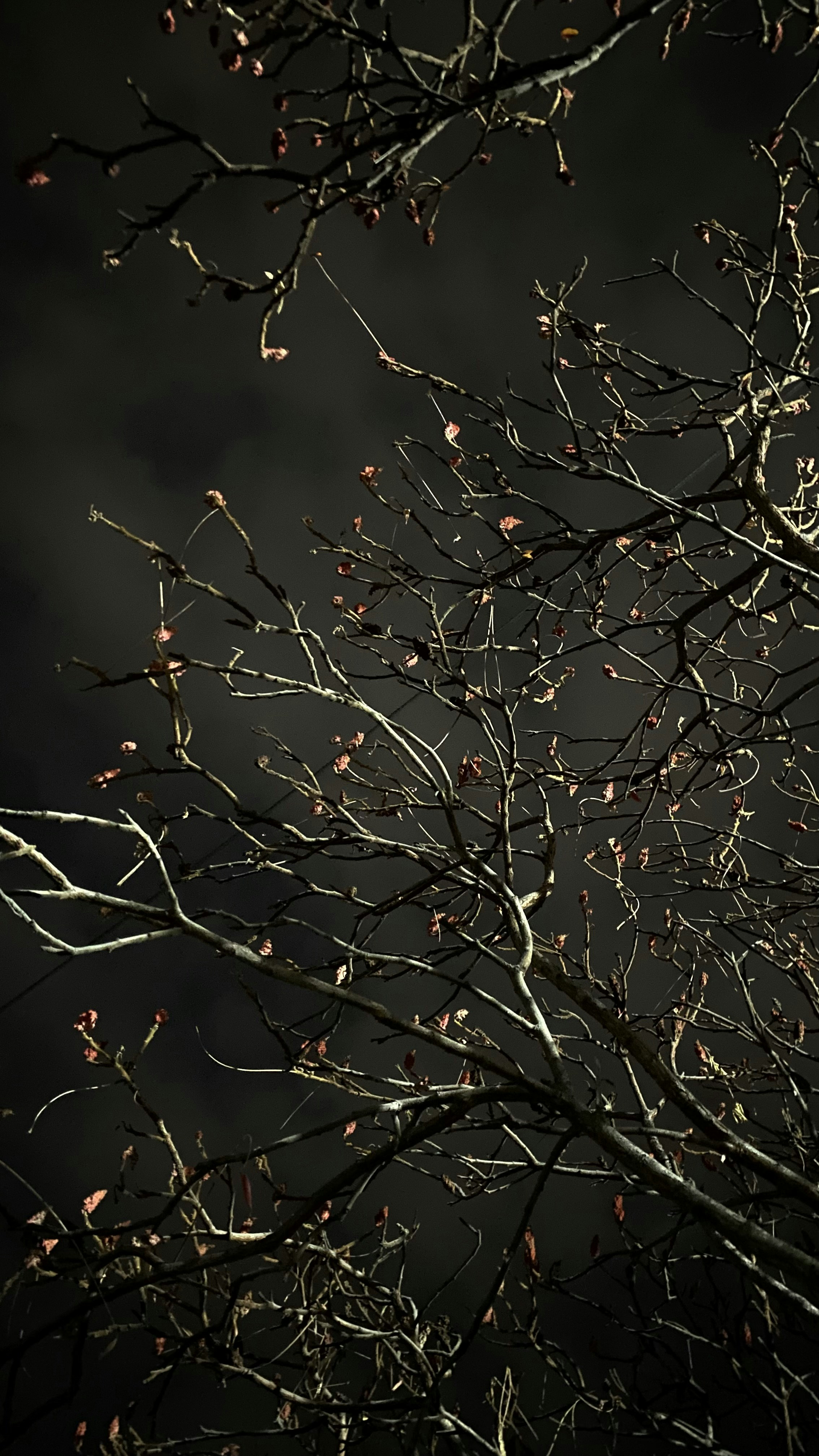 Photo by vvivvat
