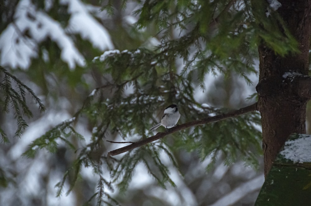 a bird sitting on a tree branch