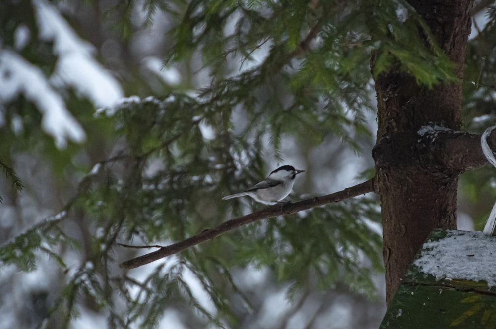 a bird perched on a tree branch