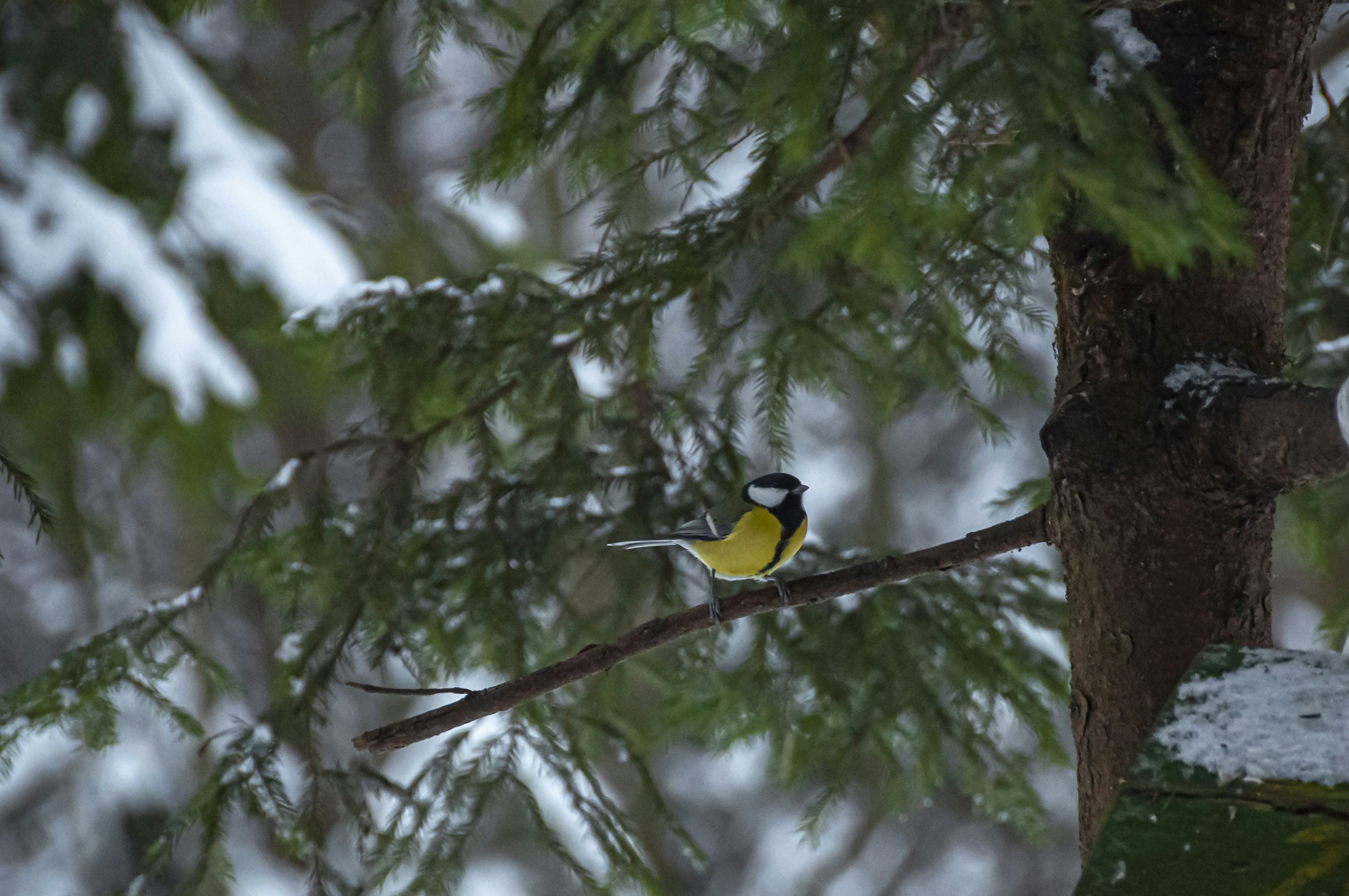 Photo by nikkitenkos