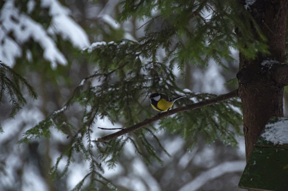 a bird in a tree