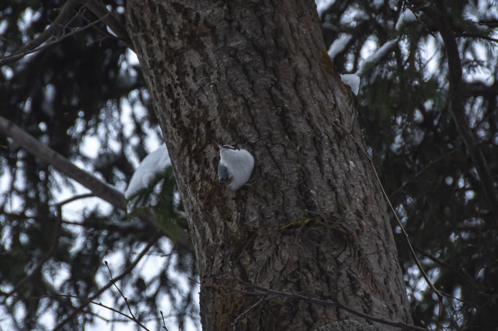 a white owl in a tree
