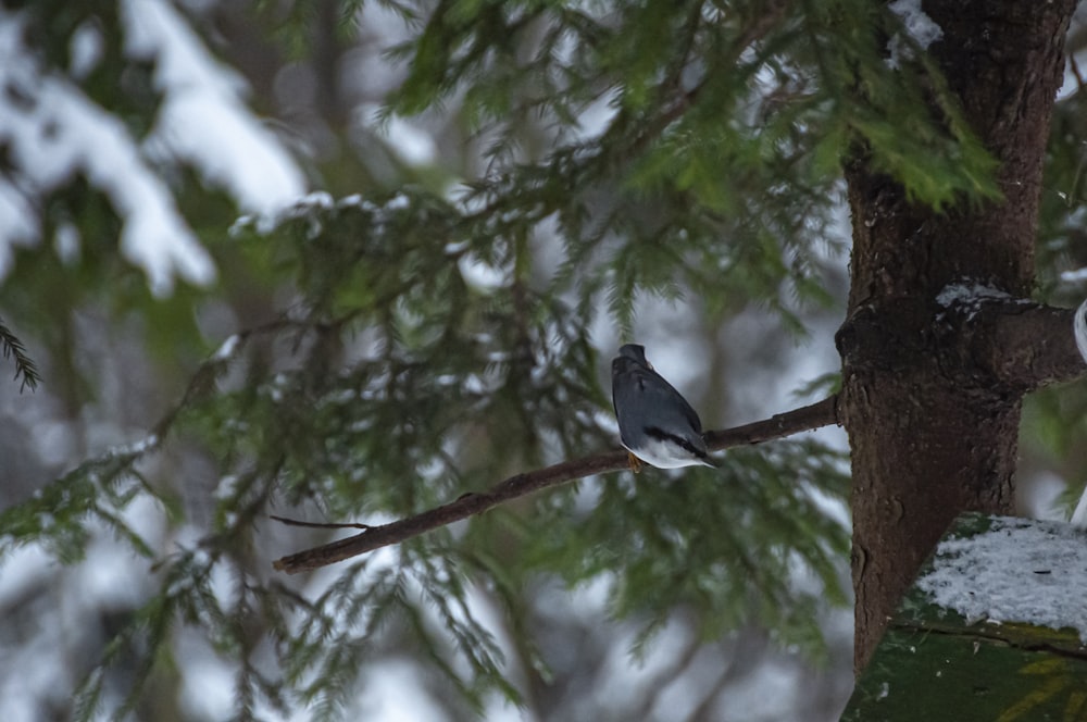 a bird perched on a tree branch