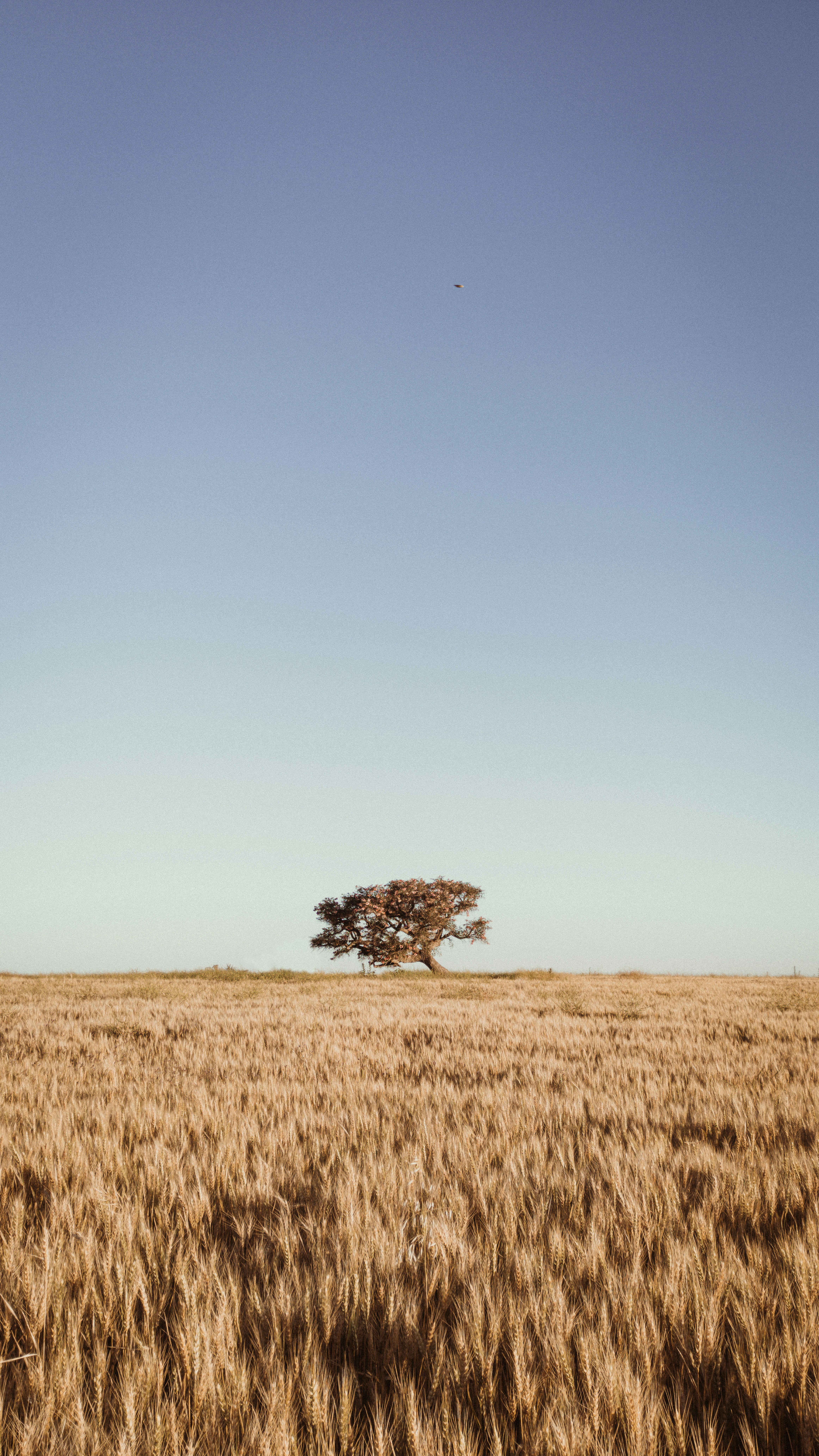 Photo by dariobonzi39