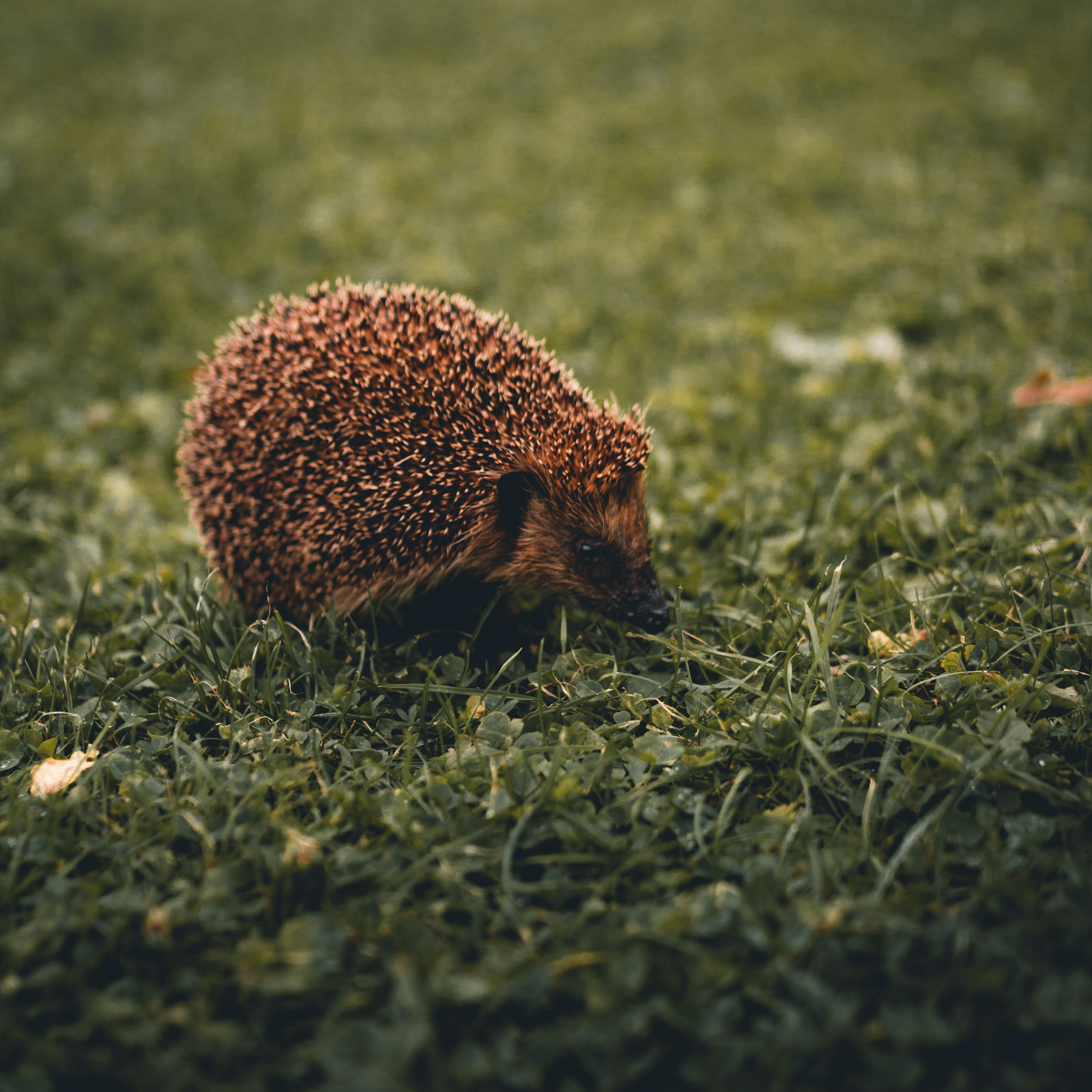 The Art of the Defensive Ball (image credits: unsplash)